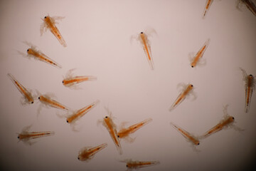 Artemias larvae in light microscope, Artemia plankton under a microscope, Instar one, Instar two,...