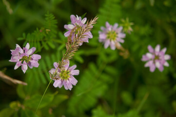 Crown Vetch wildflowers growing together