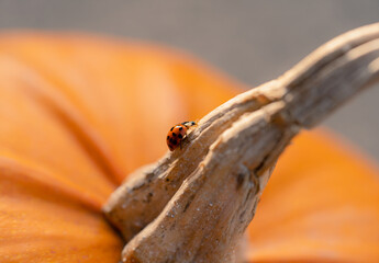 A cute ladybird with black spots climbing on pumpkin, Close up Asian Lady Beetle Harmonia axyridis, Ladybug walking on dry stem of pumpkin the morning