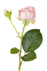 Obraz premium Fresh rose flower isolated on white background