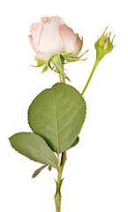 Fresh rose flower isolated on white background