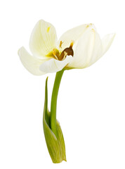 Fresh white flower isolated on white background