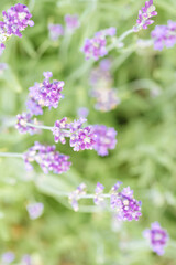 Lavender flowers on a green background