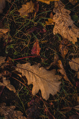 Oak leaves with drops on the ground
