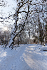 trees growing in the park covered with snow and ice