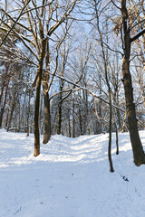 trees growing in the park covered with snow and ice