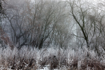trees growing in the park covered with snow and ice