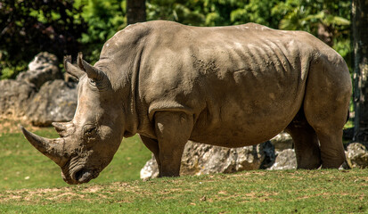 Fototapeta premium Rhinocéros solitaire à Saint-Aignan, Loir-et-Cher, France