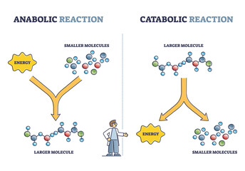 Anabolic vs catabolic reaction comparison in metabolism outline diagram. Labeled educational cellular ATP energy storage building up and breaking down bio chemical process cycle vector illustration.