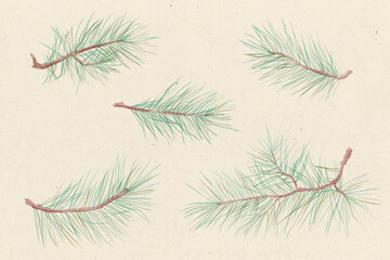 Watercolor illustration. Five pine branches drawn on aged paper