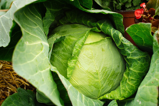 A beautiful natural pattern - young fresh leafy green cabbage on the stall of farmers' market in Serbia
