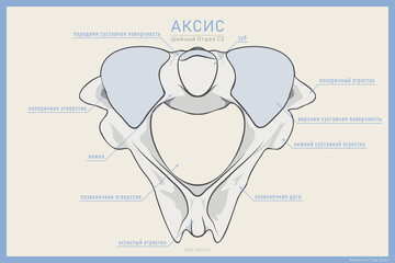 Anatomy of the Second Cervical Vertebra. Axis C2. Top View. Illustration for Education. Anatomy in Russian Translation