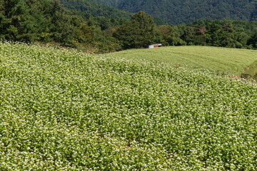 Buckwheat fields , Carpet of white buckwheat flowers , kagawa, shikoku, japan