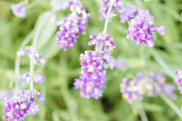 Obraz premium Lavender flowers on a green background