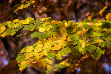 autumn landscape with tree leaves and blurred background