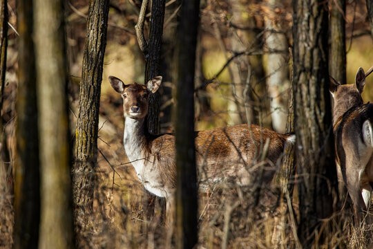 Roe deer in the forest during early autumn