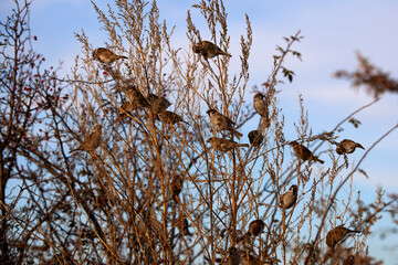 group of finches  on the branches of a shoot