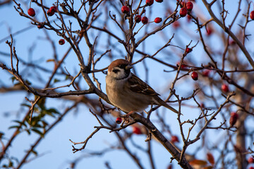 group of finches  on the branches of a shoot