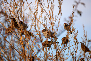 group of finches  on the branches of a shoot