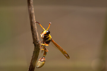 A wasp on a wooden twig, clinging to the wood, also known as yellowjacket, hornet