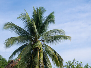 Fototapeta na wymiar Coconut tree on sky background.