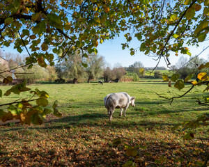 meadow with grazing beef cow in belgian ardennes near namur under blue sky