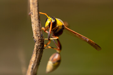 A wasp on a wooden twig, clinging to the wood, also known as yellowjacket, hornet