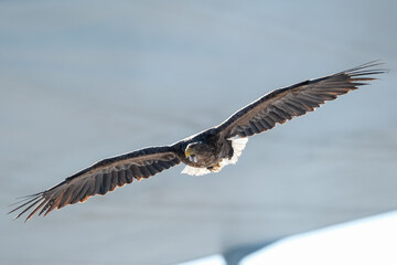 eagles in city