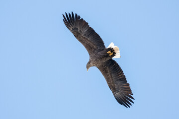 Fototapeta premium eagles in city