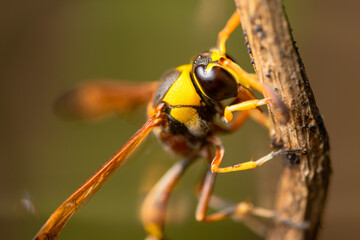 A wasp on a wooden twig, clinging to the wood, also known as yellowjacket, hornet