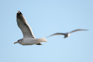 Obraz premium eagles in city