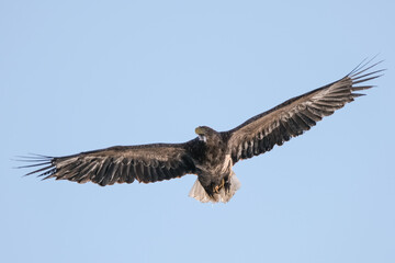eagles in city