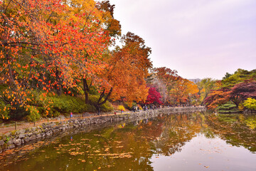 창경궁 춘당지 연못의 가을