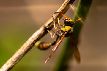 A wasp on a wooden twig, clinging to the wood, also known as yellowjacket, hornet