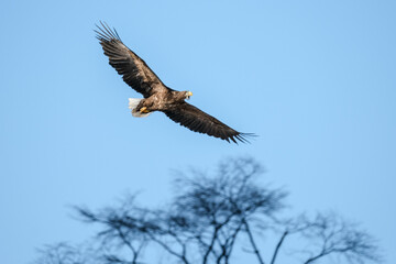 eagles in city