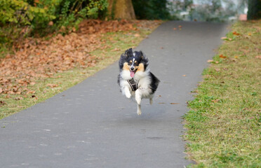 Naklejka na ściany i meble shetland sheepdog happily running in a path