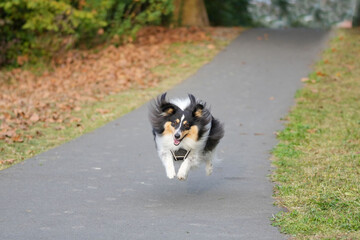 shetland sheepdog happily running in a path