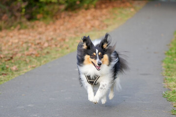 shetland sheepdog happily running in a path