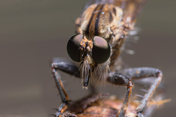 details of the robberfly head