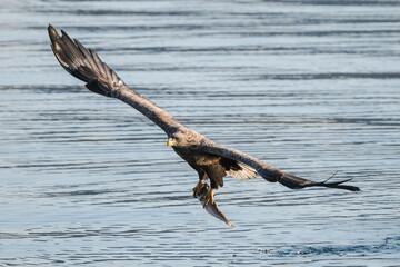 eagles in city