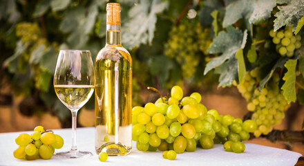ripe bunches of white grapes and glasses with wine on a table in a vineyard