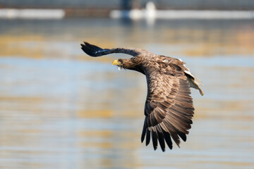 eagles in city