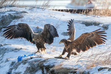 eagles in city