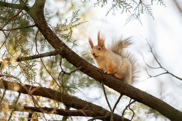 European red squirrel on a tree in the park in the autumn season