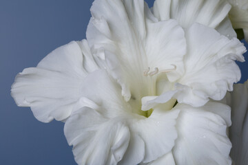 Delicate white gladiolus flower on a blue background.