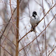 Reed Bunting