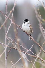 Reed Bunting
