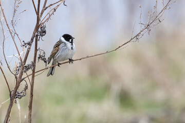 Reed Bunting