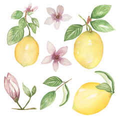 Tropical hand drawn Fruit Clipart, Watercolor Summer Food illustration, Exotic Citrus Fruit blossom, Lemon fruit clip art set, botanical poster, Kitchen Print, Wall Art