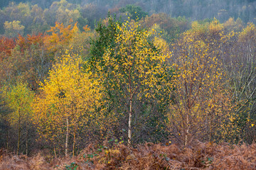 Golden autumnal fall tree and leaf colours at the Downs Banks, Barlaston in Staffordshire.